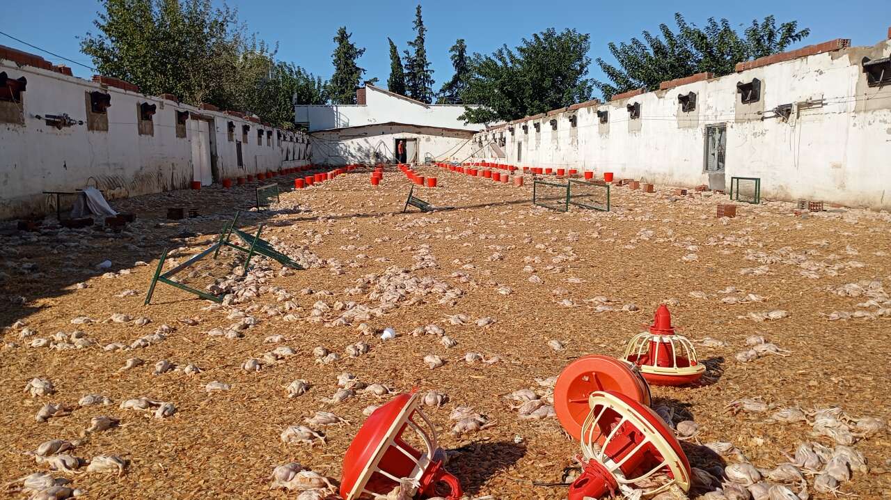 Tavuk çiftliği talan oldu, 20 bin civciv öldü 1